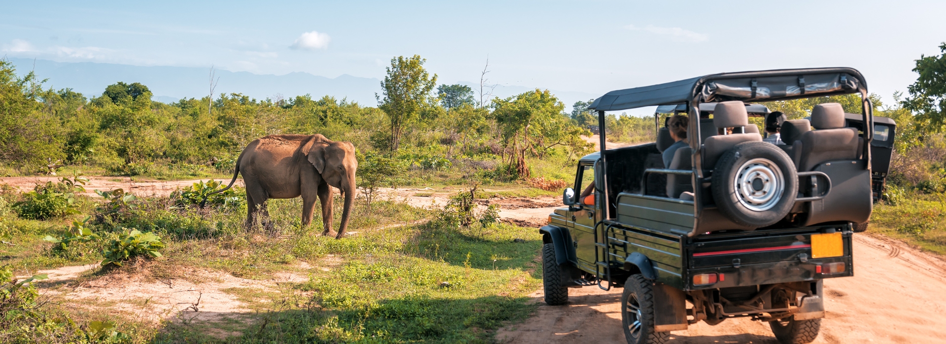 Wildlife & Safari